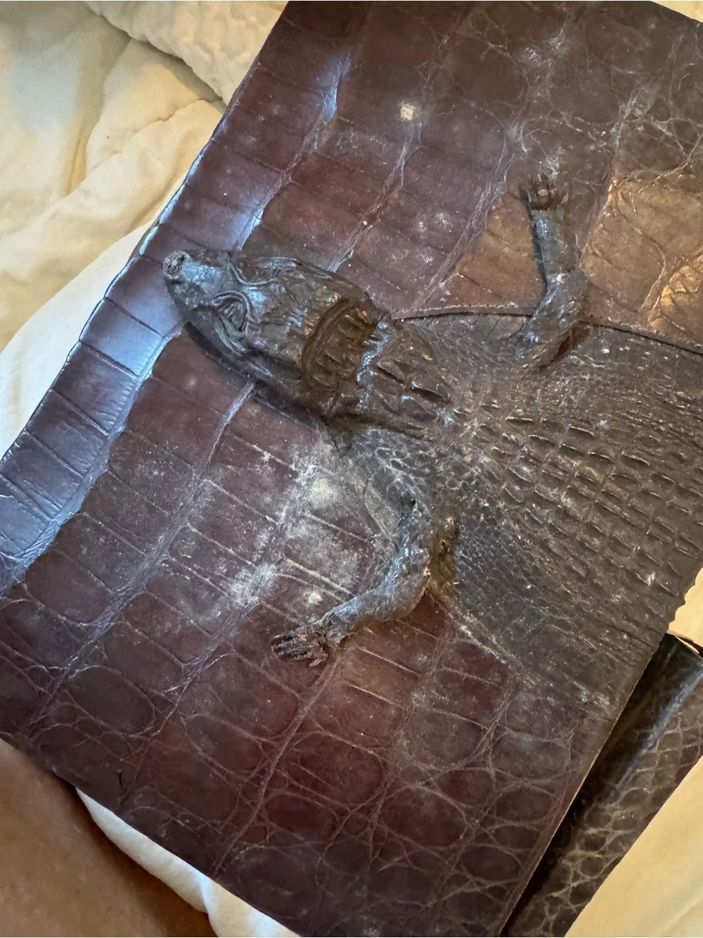 Genuine Crocodile or alligator 🐊 Skin Reptile Hide - Dark Brown purse